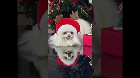 Cute in Santa costume🎅🐶#shorts #puppy