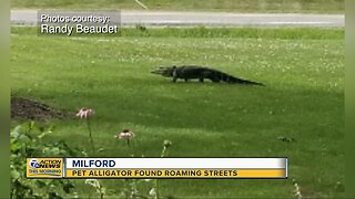 Escaped pet alligator found roaming around Milford