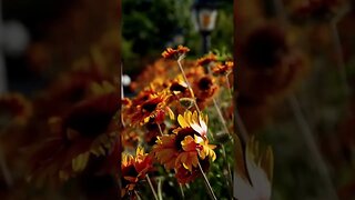 YELLOW CONEFLOWER: Cheerful yellow to orange flowers for your pollinator garden.