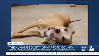 Minnie the dog looking for a new home at the Humane Society of Harford County