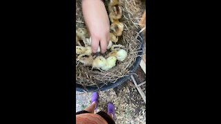 Basket full of Babies