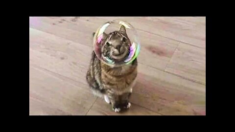 Try Not To Laugh Animals | Funniest Cat Videos In The World | Funny Animal Videos #128