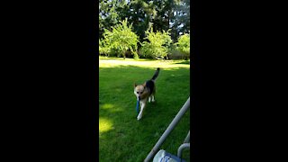 German Shepherd Loves Playing Fetch.