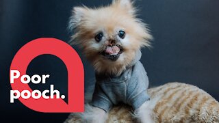 Pomeranian dog left without nose after cancer battle