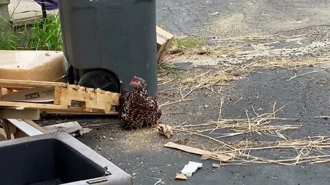 14 baby chicks with momma hen and the flock