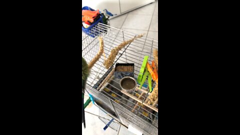 Budgie eating food