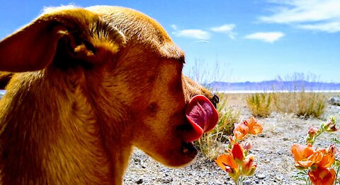 Chiweenie Dog at Flat Salt Lake Utah