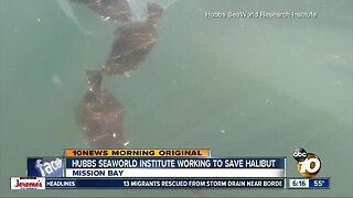 SeaWorld working to replenish halibut population
