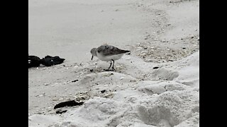 Beach Birds on the Gulf of Mexico
