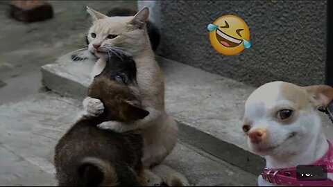 Funniest Cats And Dogs Videos 😁 - Best Funny Animal Videos 2024