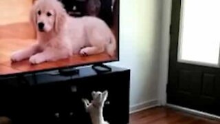 Chihuahua wants to play with dogs on tv