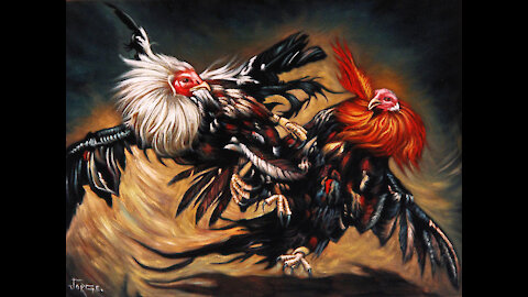 Rooster Fight | Cock Fight | Natural Fight