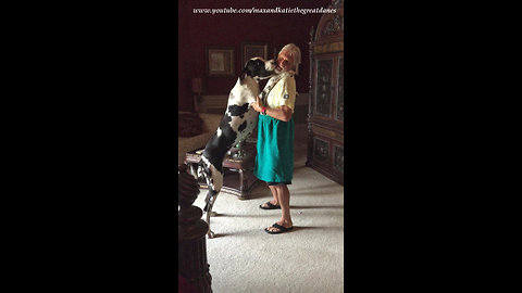 Funny Great Dane Puppy Loves to dance