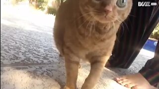 Un chat hypnotisant avec ses grands yeux