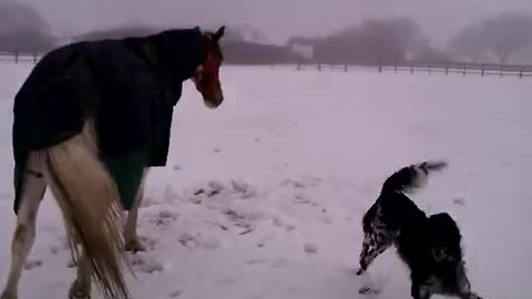 Two Best Pals Enjoy Playing In The Snow Together