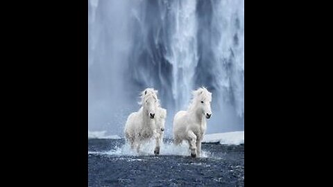 A white horse performing amazing movements.