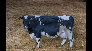 Cows get wearable technology to cut greenhouse gasses