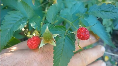 MORANGO SILVESTRE ( Fragaria vesca ) uma fruta deliciosa de fácil cultivo muito produtiva