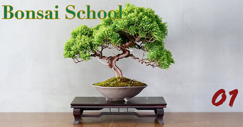 BONSAI WITH ROCK TECHNIQUE [part 1] EVERYTHING YOU NEED TO KNOW