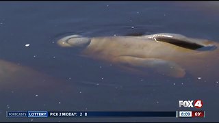 2018 near-record for manatee deaths