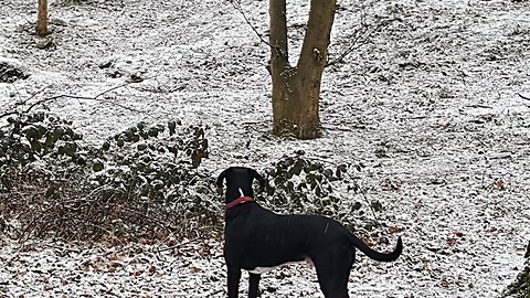 Dog loves his new ball game in the snow