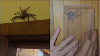 Hvordan få en edderkopp ut av huset i live