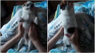 Chihuahua va in estasi con un massaggio!
