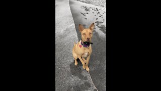 Izzy puppy first time playing in snow