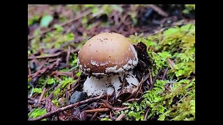 January Mushroom Foraging