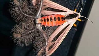 Creepy: Man finds bizarre creature in his house