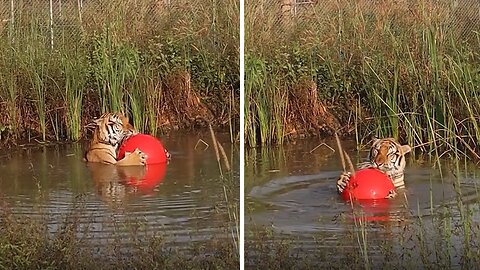 Playful tiger enjoys his time with his beloved ball
