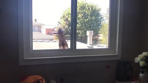 Intruding Squirrel Jumps After Being Caught Stealing From Bird Feeder