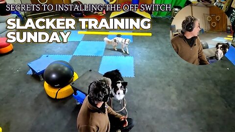 Slacker Training Sunday: Greek Gathering, Puppy Ballwork & Primal Games | DiscDog Dojo #141 🐶🥏🥋💤