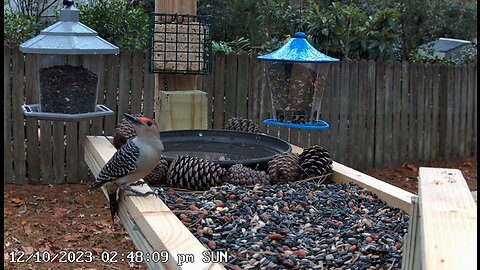 Relaxing Live Bird Cam