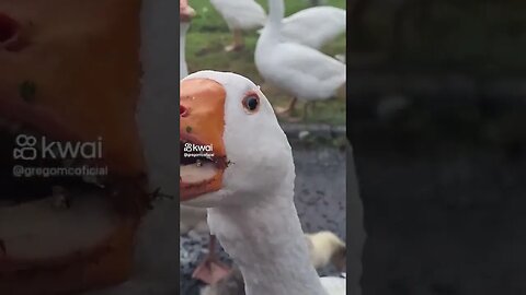 😂😂😂😂😂🦆🦆🦆