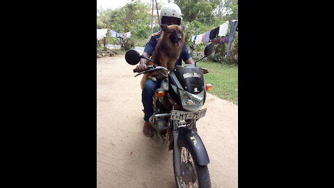 Dog Rides A Motorcycle With His Dad Through All 50 States The Dodo Soulmates