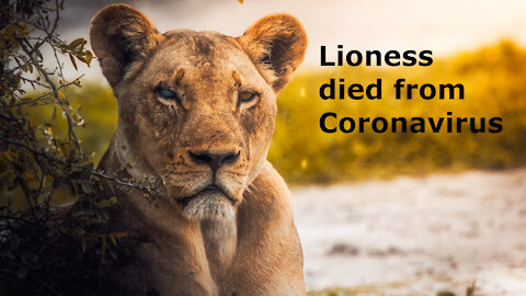 Lion died from coronavirus