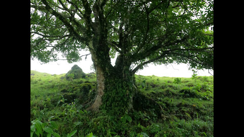 Mountain Mama Tree