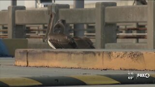 Pelicans being mutilated in Manatee County