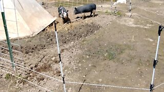 Piglets Start Electric Fence Training 4/18/2021