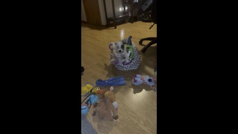 Cutest puppy plays in toy bucket!