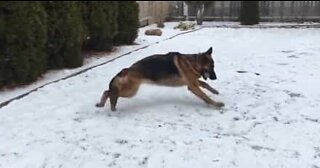 German shepherd plays hide-and-seek in the snow