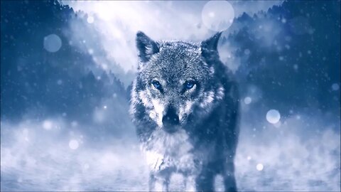 6N ᴴᴰ 0.5h | Howling Wolves in Winter | Shamanic Tabla & Howling Sounds|@S A N C T U A R Y A N S