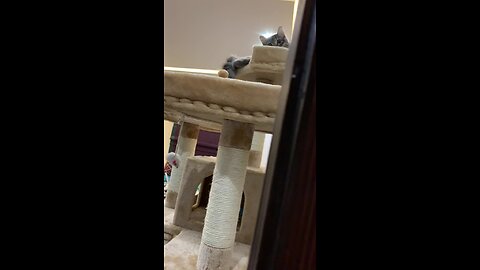 Funny cat stalks owner filming him