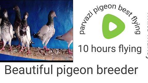 Beautiful pigeon golden farooz puri moti waly