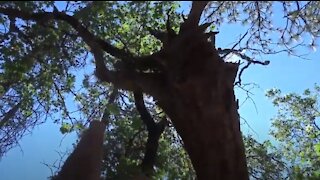 2020 06-27 S Trinity County, CA Inverted Tree