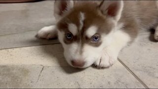 Ginger The Siberian Husky