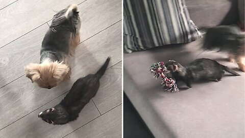Clever ferret fools doggies and steals their favorite toy
