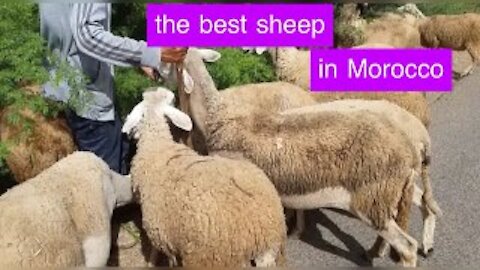 A fun moment with sheep.