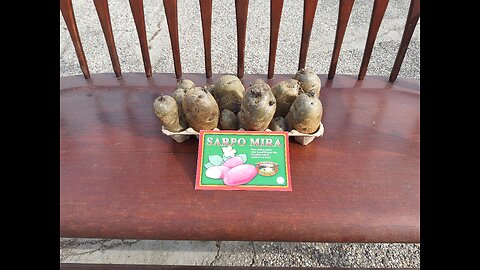 Planting Sarpo Mira Seed Potatoes In Containers 3/27/24